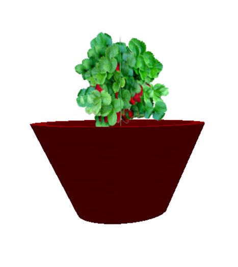 Strawberry plant - medium