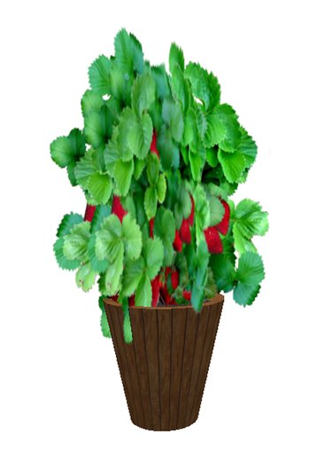 Strawberry Plant - medium large
