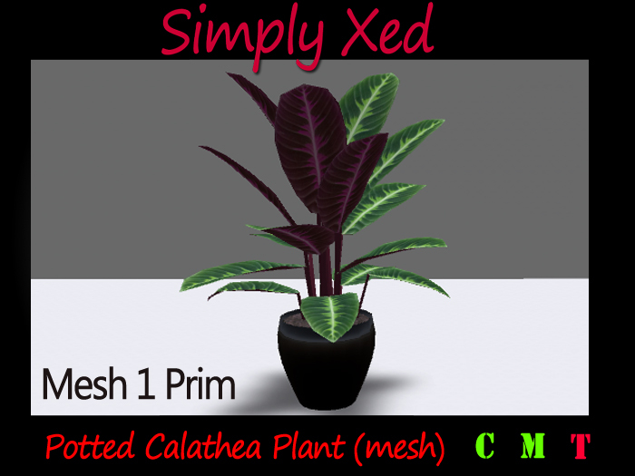  SX Potted Calathea Plant (mesh)