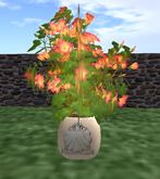 pink  hybiscus in  planter