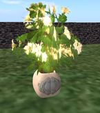 cream hybiscus in  planter
