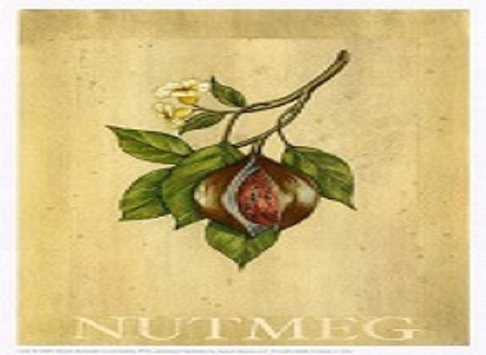 Nutmeg ~ No bunny rabbit