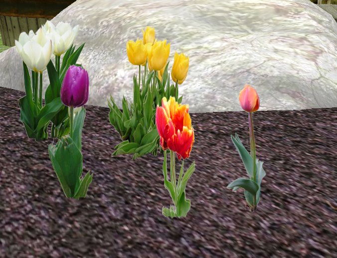 Tulips, five different plants
