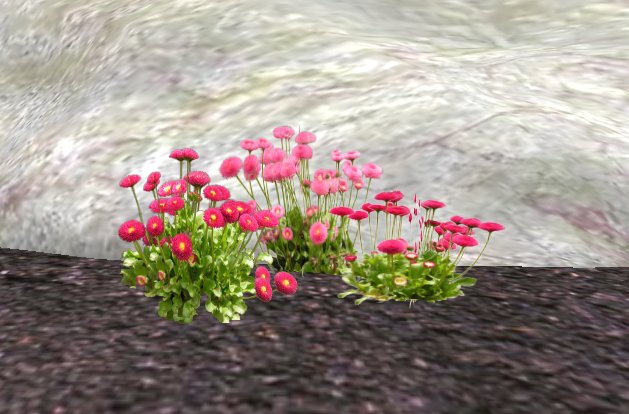 Daisy, three different plants