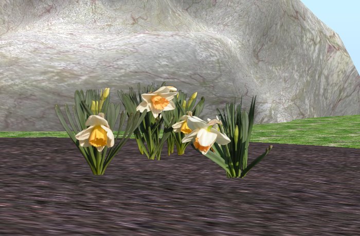 Daffodil, three different plants