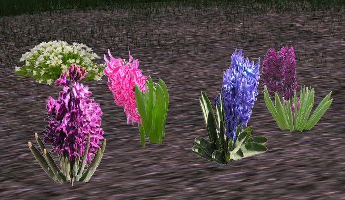 Hyacinth, four different plants