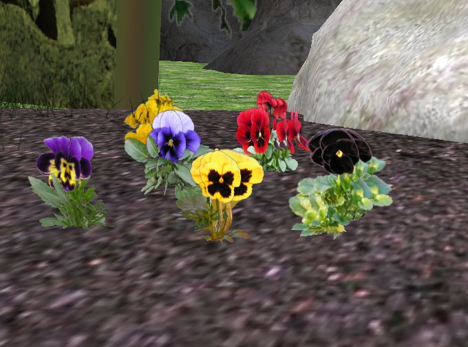 Pansy, six different plants