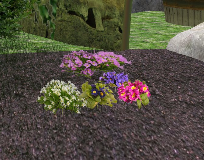 Primroses, five different plants