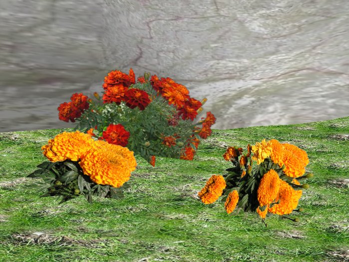 Marigold, three different plants