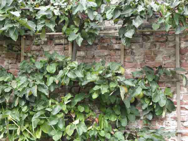 brick wall with ivy