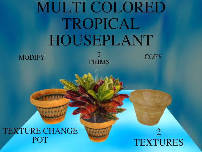 Multi colored Tropical Houseplant