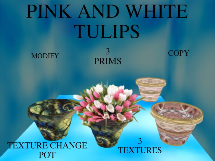 Pink and White Tulips