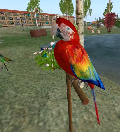 Scarlett Macaw Parrot