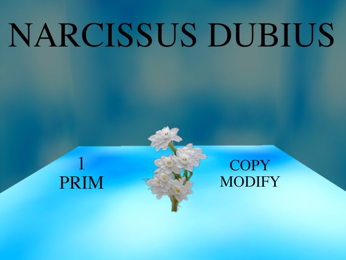 Narcissus Dubius