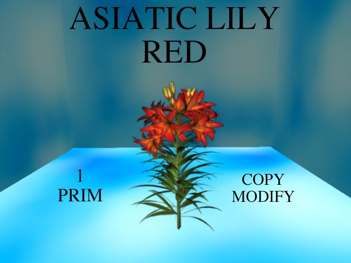 Asiatic Lily Red