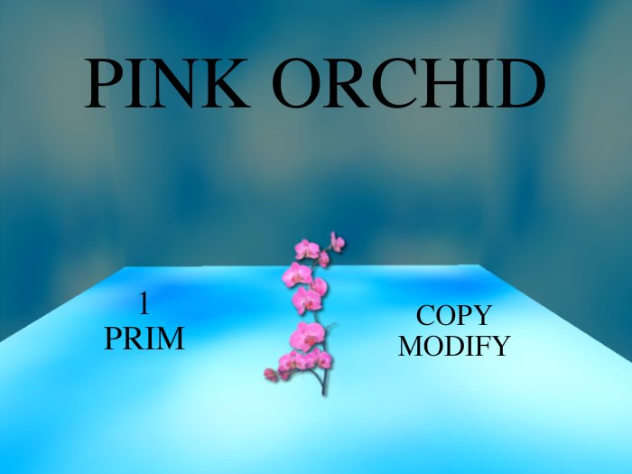 Pink Orchid