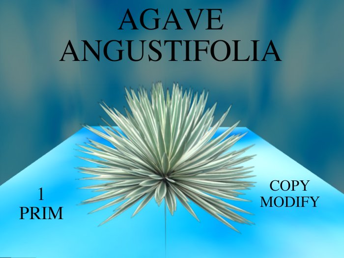 Agave Angustifolia