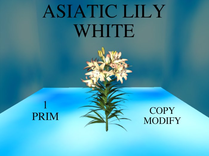 Asiatic Lily White