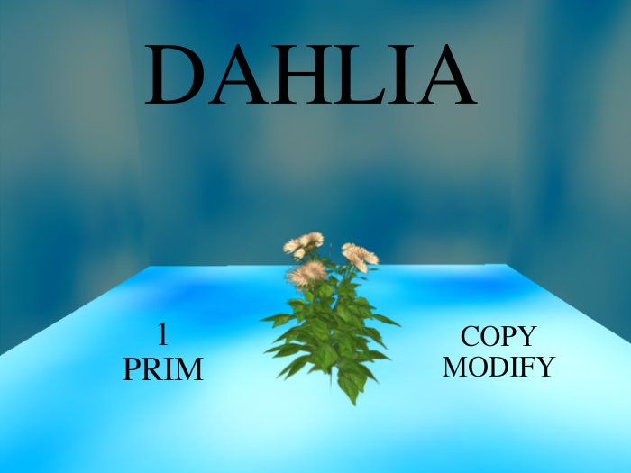 Dahlia