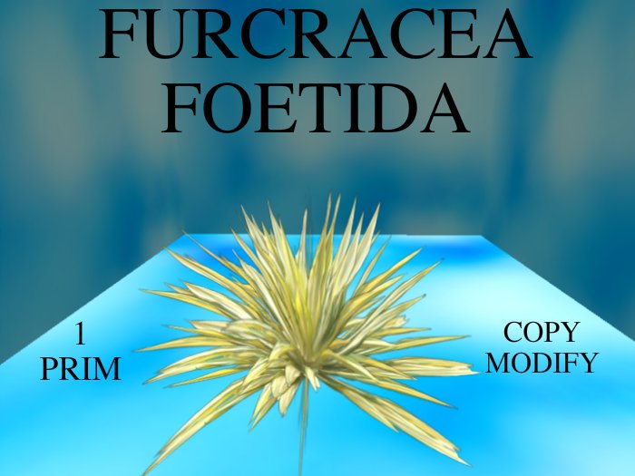 Furcracea Foetida