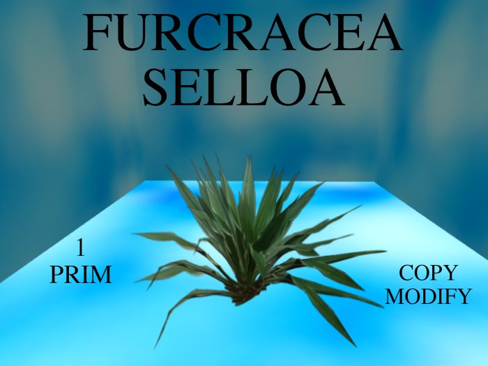 Furcracea Selloa