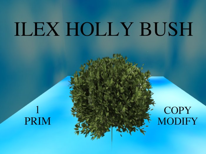 Ilex Holly Bush
