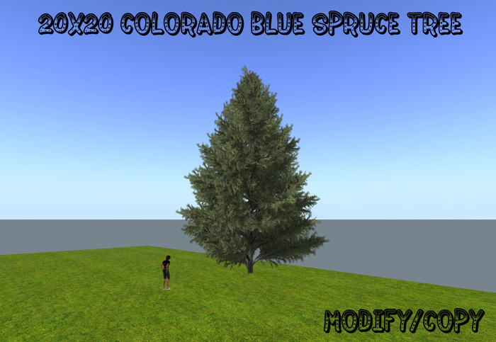 20x20 (1-Prim) Colorado Spruce Tree