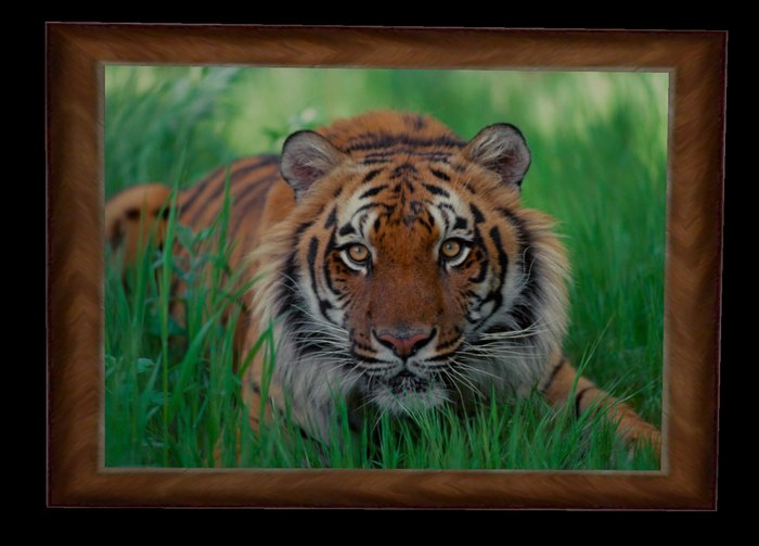 Tiger picture frame