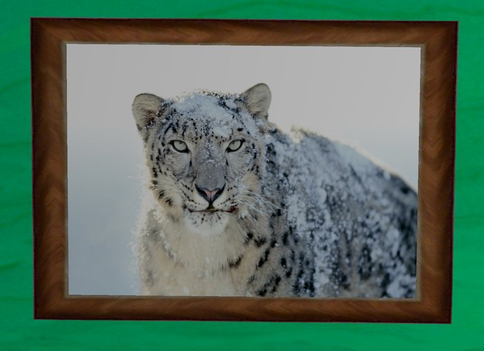Snow Leopard picture frame