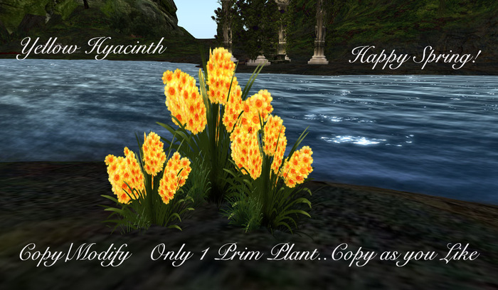 Yellow Hyacinth Plant