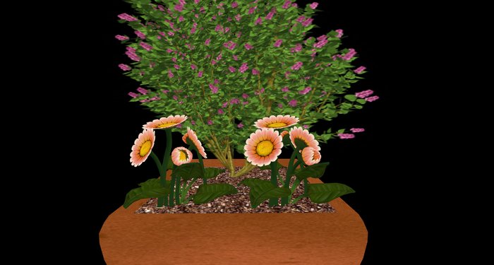 Mixed Flowers Potted BOXED