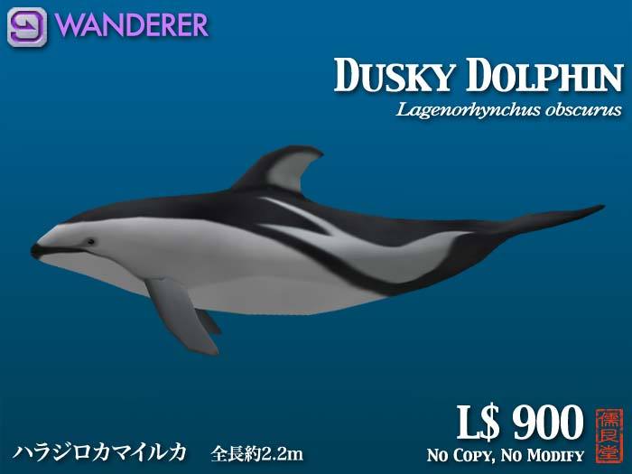 Dusky Dolphin WANDERER