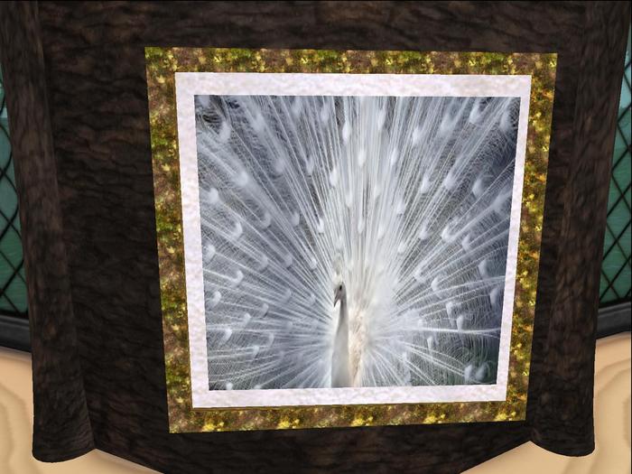 Albino Peacock Mated and Framed Photo