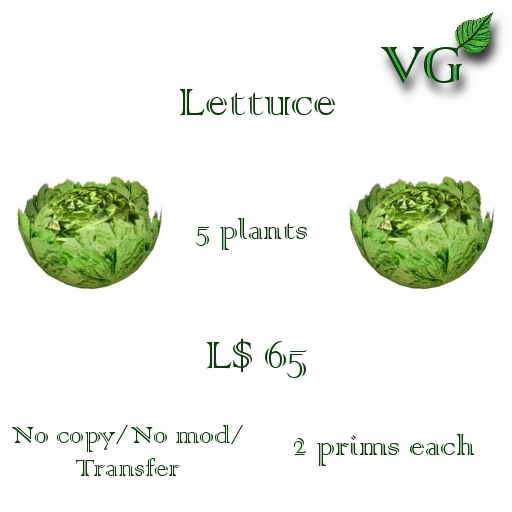 Vegetables-Lettuce