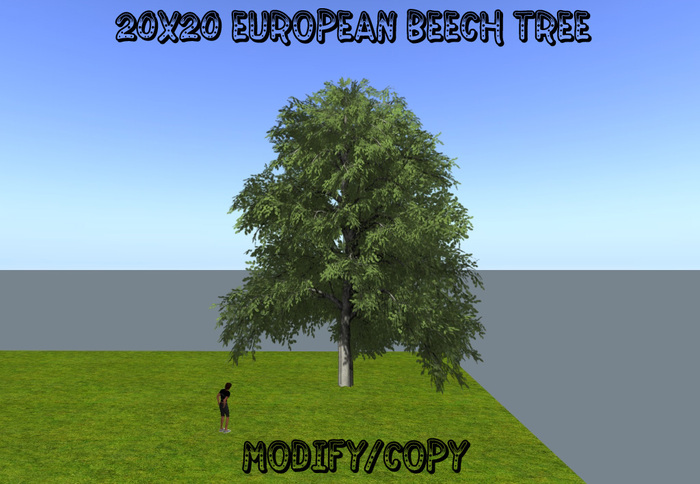 20x20 (1-Prim) European Beech Tree