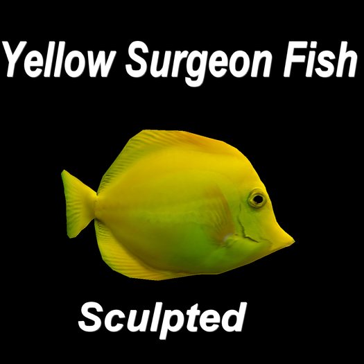 Yellow Surgeon Fish