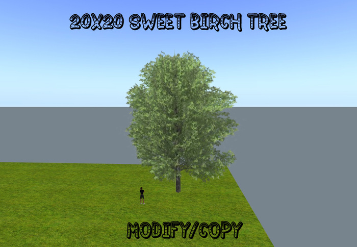 20x20 (1-Prim) Sweet Birch Tree