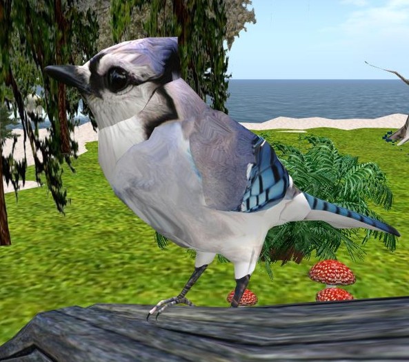 Blue Jay