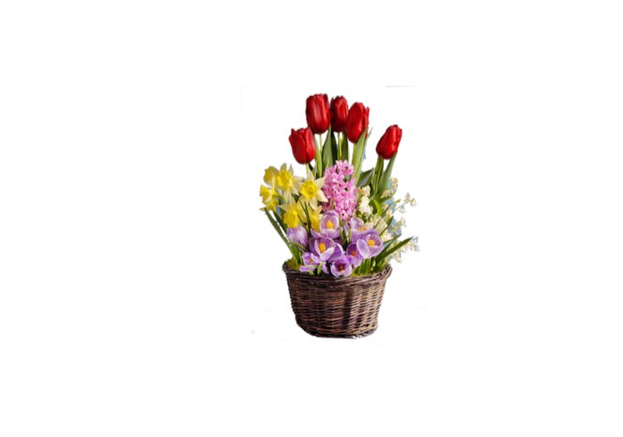 Tulips & Daffodils in basket