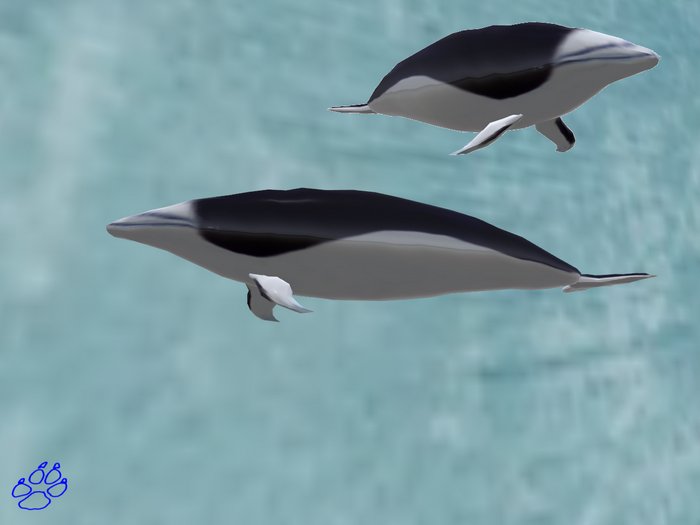 DOLPHIN - DAUPHIN - LISSODELPHIS AUSTRAL [rot H]