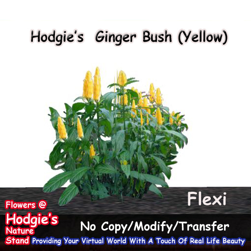 Hodgie's Flowers & Plants  --  Yellow Flexi Tropical Ginger Bush