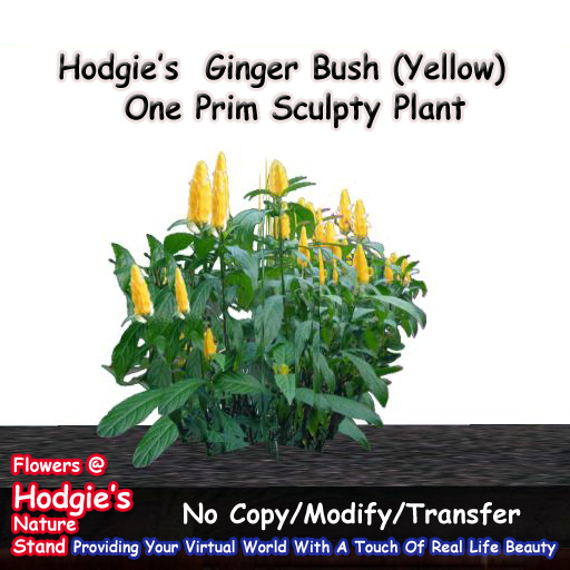 Hodgie's Flowers & Plants  --  Yellow Ginger Tropical Bush (One Prim Plant)
