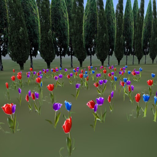 Multicolor Bold Tulip Field