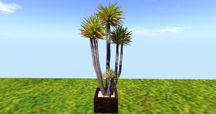 yucca pot marron fonce
