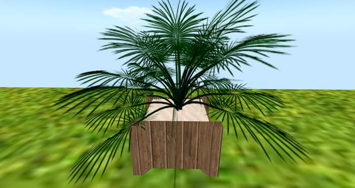 palmier pot marron clair