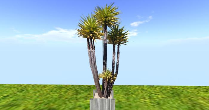 yucca pot blanc