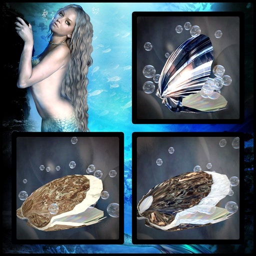 SHELLS  SCULPT BOX 01 / 2009