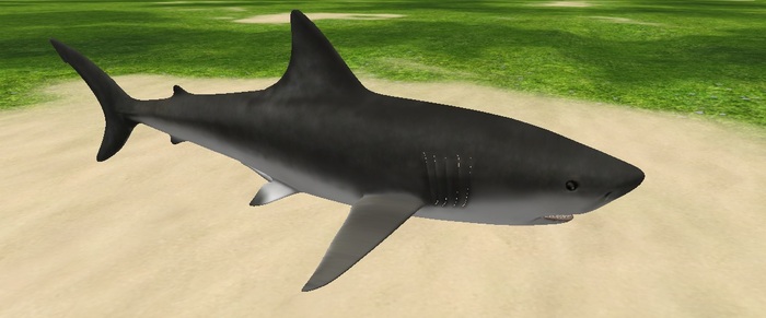 AMU - Rideable Great White Shark!