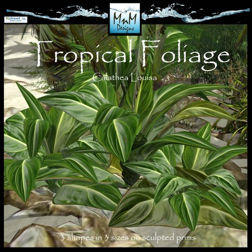 Calathea Louisa Palm ***MnM Designs***