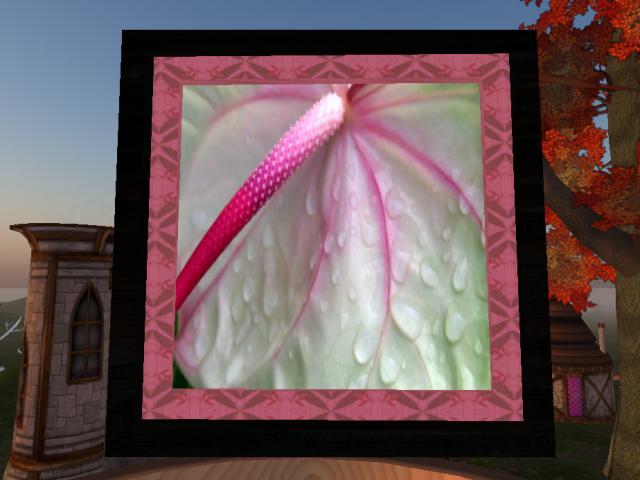 Framed Anthirium Photo